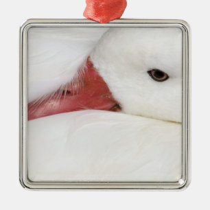 Ornamento De Metal Ganso-de-neve Chen caerulescens