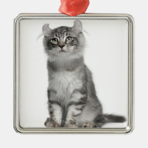 Ornamento De Metal Gatinho americano da onda (3 meses velho)