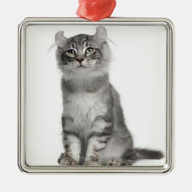 Ornamento De Metal Gatinho americano da onda (3 meses velho) (Frente)