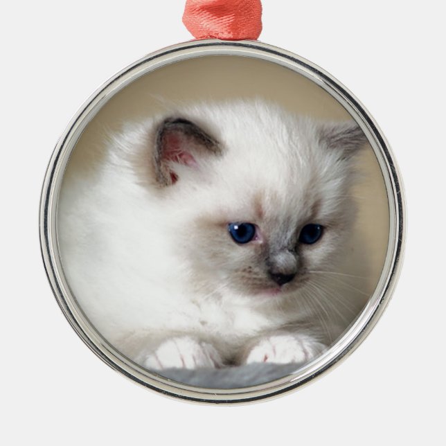 Ornamento De Metal Gatinho de Ragdoll (Frente)