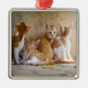 Ornamento De Metal Gatinho Listrado de Laranja e Branco/Adicione a Fo