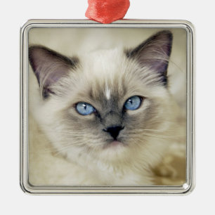 Ornamento De Metal Gatinho Ragdoll