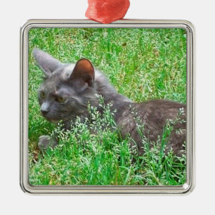 Ornamento De Metal Gato cinzento de Tortie