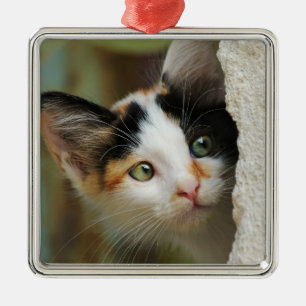 Ornamento De Metal Gato Curioso Gato Curioso Rezando Olhos Retrato Fo