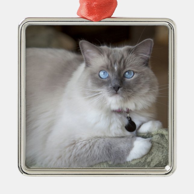 Ornamento De Metal Gato de Ragdoll feminino (Frente)
