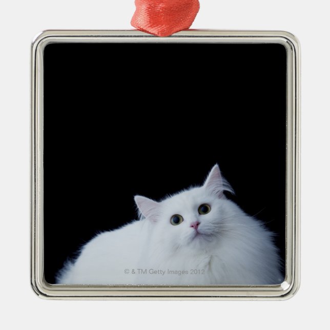 Ornamento De Metal Gato Siberian (Frente)