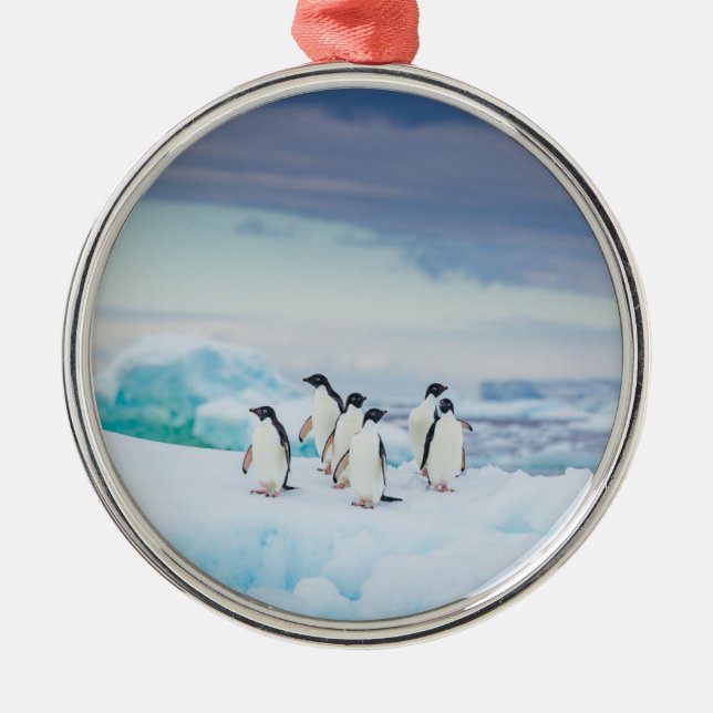 Ornamento De Metal Gelo e neve | Pinguins de adenda Antártica (Frente)