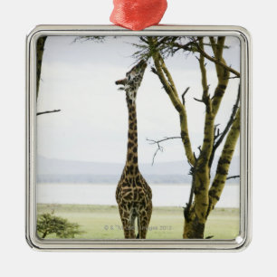 Ornamento De Metal Girafa em Kenya, África