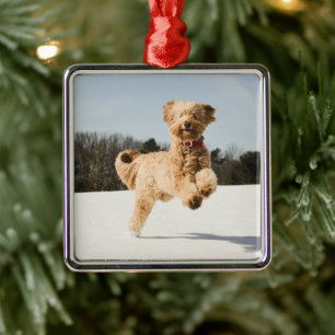 Ornamento De Metal Goldendoodle correndo pelo campo