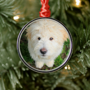 Ornamento De Metal Goldendoodododle Puppy Olhando Para A Câmera