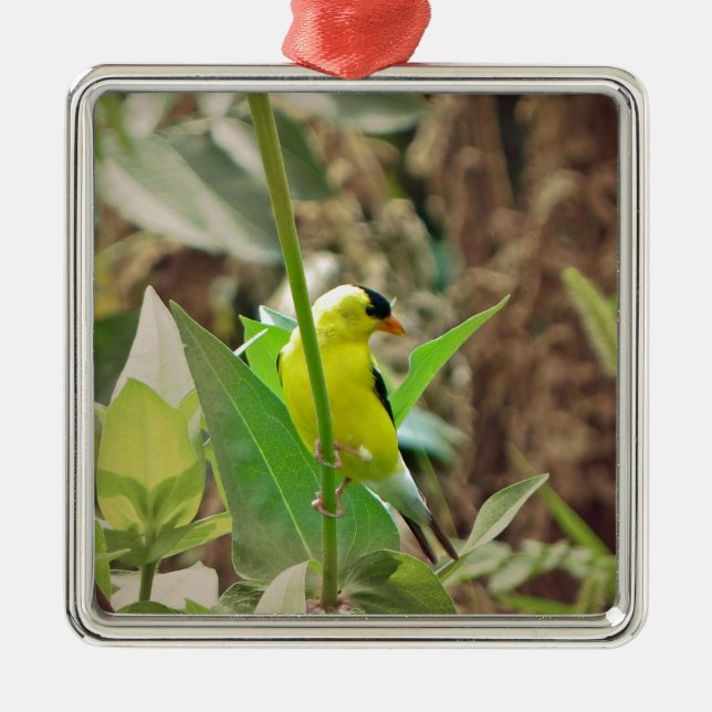 Ornamento De Metal Goldfinch (Frente)
