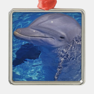 Ornamento De Metal Golfinho Nariz-de-Garrafa, Tursiops Truncatus