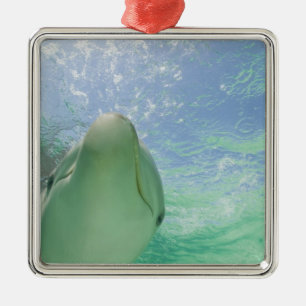 Ornamento De Metal Golfinho-nariz-de-garrafa Tursiops truncatus)