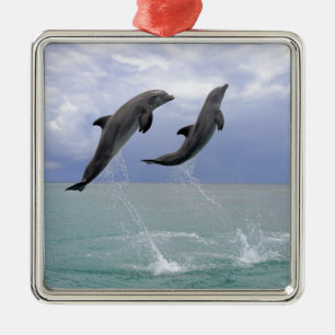 Ornamento De Metal Golfinhos Delfin (Tuemmler mais bruto)
