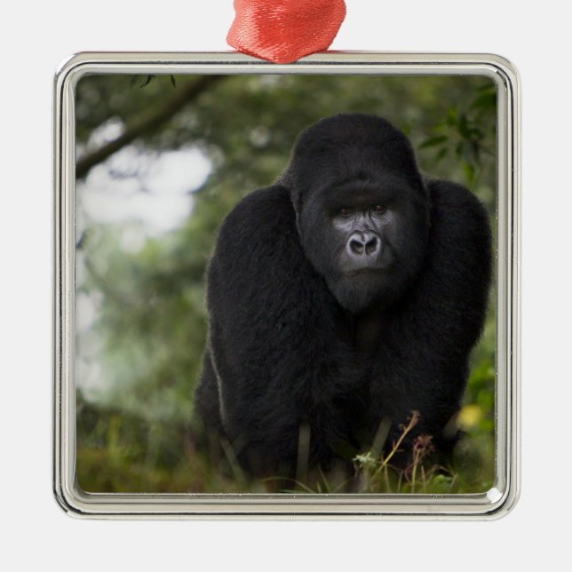 Ornamento De Metal Gorila da Montanha e Silverback (Frente)