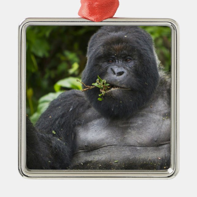 Ornamento De Metal Gorila da Montanha e Silverback (Frente)