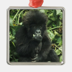 Ornamento De Metal Gorila da Montanha, (Gorilla gorilla beringei),