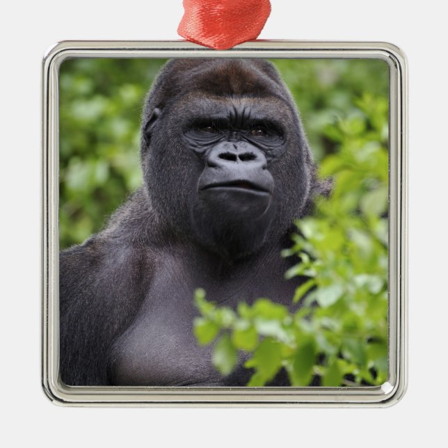 Ornamento De Metal Gorila-de-costas-silverback, Gorilla gorilla, (Frente)