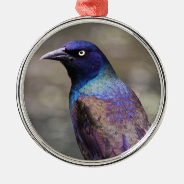 Ornamento De Metal Grackle comum (Frente)