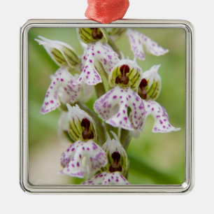 Ornamento De Metal Grécia, Creta. Orquídea em flor Orchis