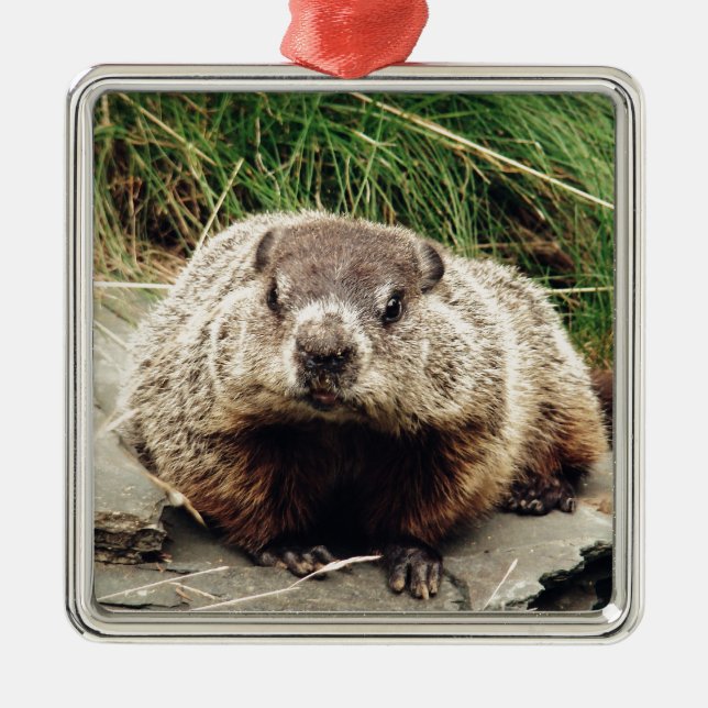 Ornamento De Metal Groundhog (Frente)