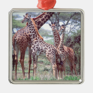Ornamento De Metal Grupo de girafas ou manada com jovem, Giraffa