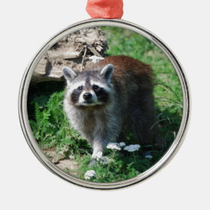 Ornamento De Metal Guaxinim