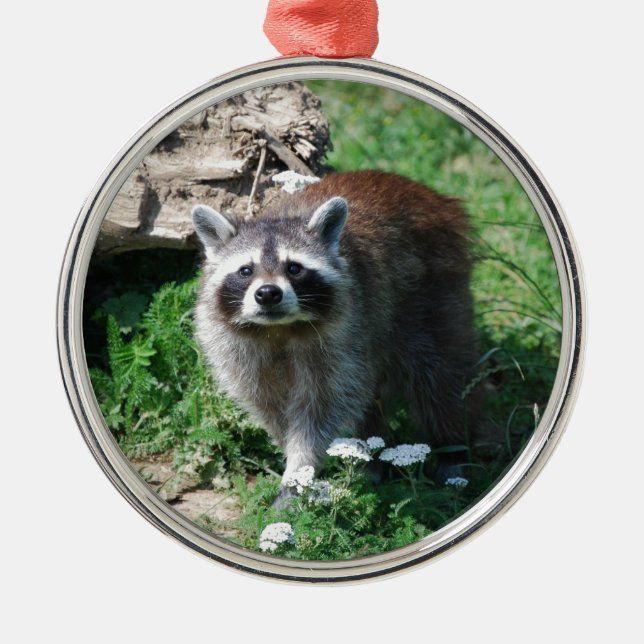 Ornamento De Metal Guaxinim (Frente)