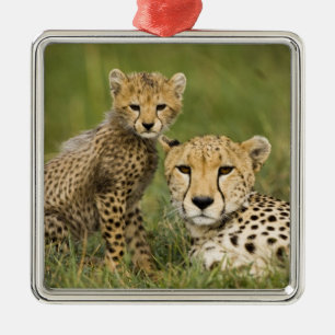 Ornamento De Metal Guepardo, Acinonyx jubatus, com filhote