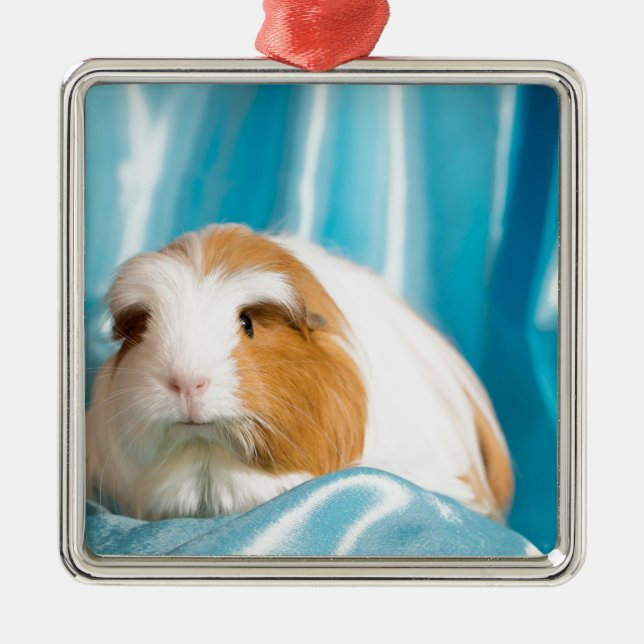 Ornamento De Metal guinea pig (Frente)