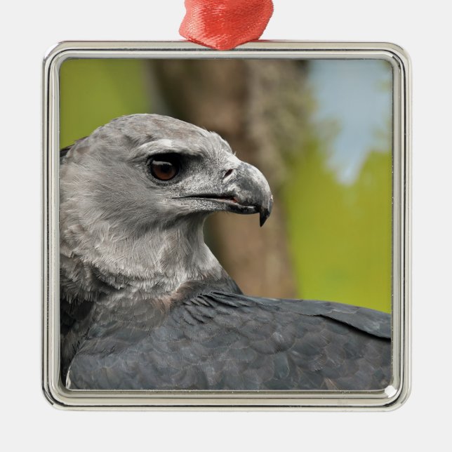 Ornamento De Metal Harpy Eagle 1.JPG (Frente)