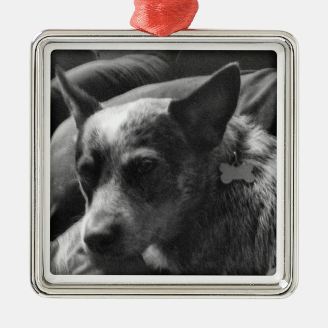 Ornamento De Metal Heeler azul (Frente)