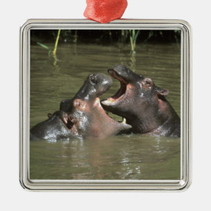 Ornamento De Metal Hippopotamus, (amphibius do H.), mãe & jovens