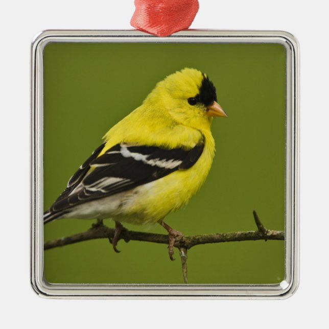Ornamento De Metal Homem Americano Goldfinch na criação de uma plumag (Frente)