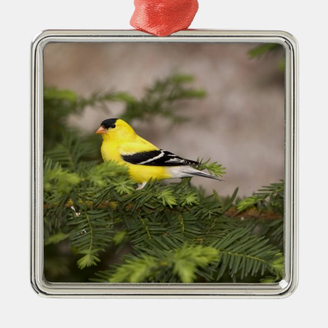 Ornamento De Metal Homem Goldfinch americano numa árvore (Frente)