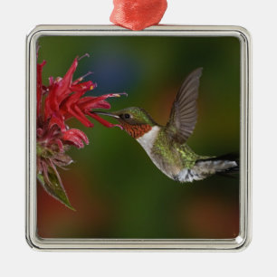 Ornamento De Metal Hummingbird com garganta-seca masculina