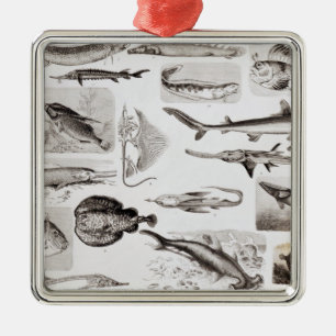 Ornamento De Metal Ictiologias Elasmobranch, Ganoid