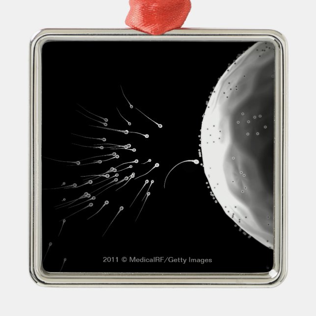 Ornamento De Metal Ilustração preto e branco da fecundação (Frente)