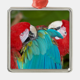 Ornamento De Metal Impressão vermelho e azul do papagaio do macaw