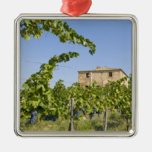 Ornamento De Metal Itália, Toscana, Montepulciano. Uvas prontas