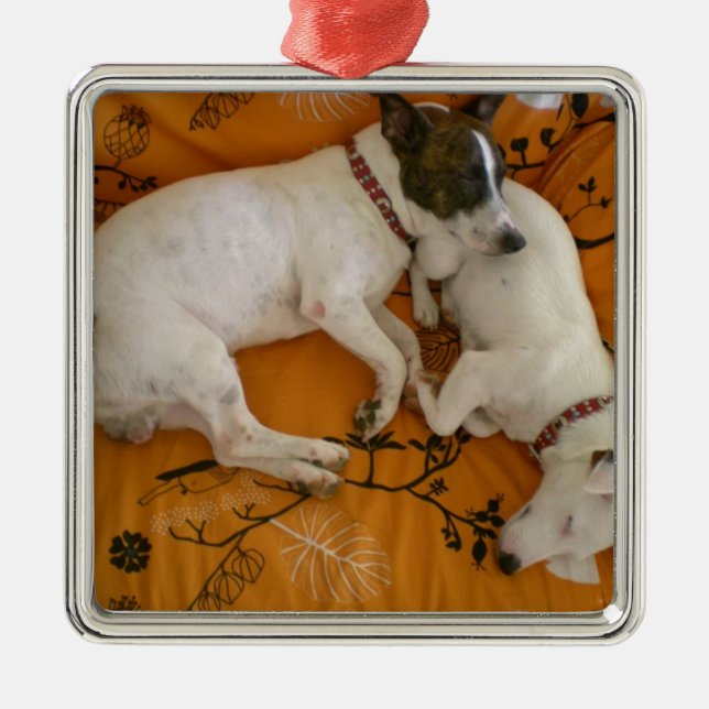 Ornamento De Metal Jack Russell Terrier (Frente)