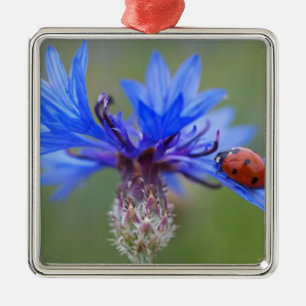 Ornamento De Metal Joaninha Flores Azuis Arte Paz Amor Destino Vinha