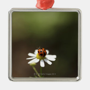 Ornamento De Metal Joaninha na flor da camomila