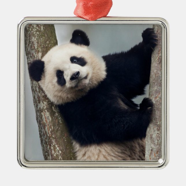 Ornamento De Metal Jovem Panda subindo uma árvore, China (Frente)