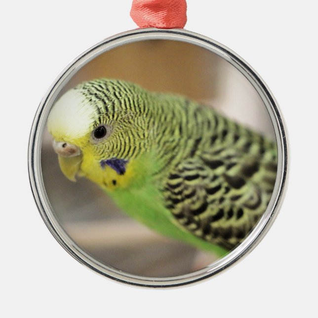 Ornamento De Metal Kiwi (Frente)