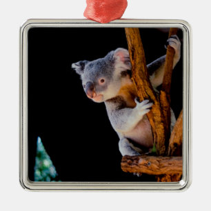 Ornamento De Metal Koala Cute em Cinza