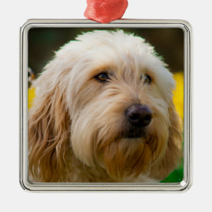 Ornamento De Metal Labradoodle Puppy Dog