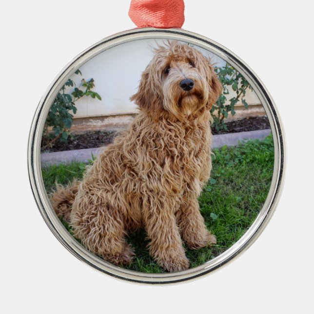 Ornamento De Metal Labradoodle Puppy Dog (Frente)
