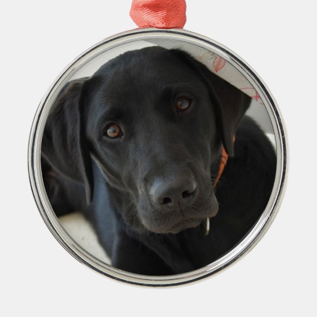 Ornamento De Metal Labrador retriever preto customizável (Frente)