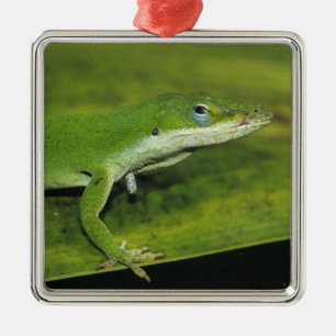 Ornamento De Metal Lagartixa-verde, Anolis carolinensis, adulta em pa